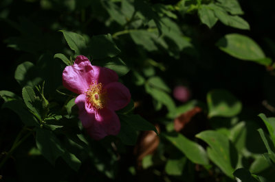 Rosa palustris- Swamp Rose