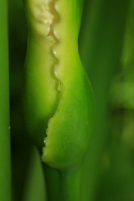 Peltandra virginica- Arrow Arum