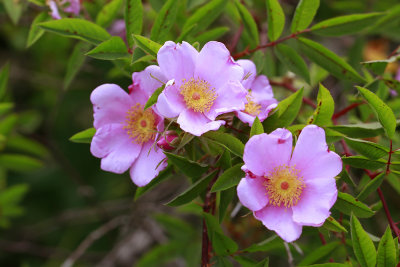 Rosa palustris- Swamp Rose