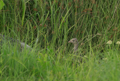 Wild Turkey chick