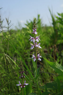 Stachys palustris var. hispida- Hairy Hedge Nettle