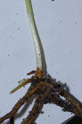 Ophioglossum vulgatum- Southern Adders Tongue Fern
