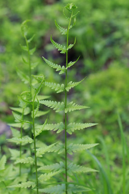 Dryopteris cristata- Crested Wood Fern