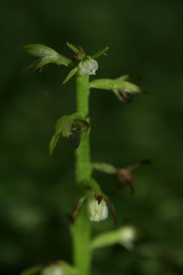 Corallorhiza trifida- Early Coralroot