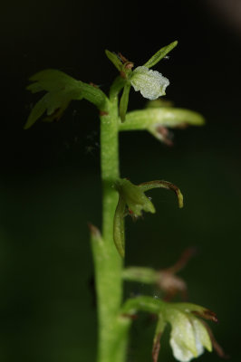 Corallorhiza trifida- Early Coralroot