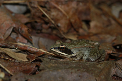 Wood Frog