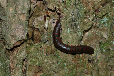 Millipede