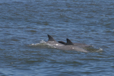 Bottlenose Dolphins