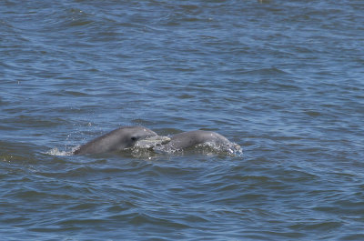 Bottlenose Dolphins