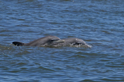 Bottlenose Dolphins