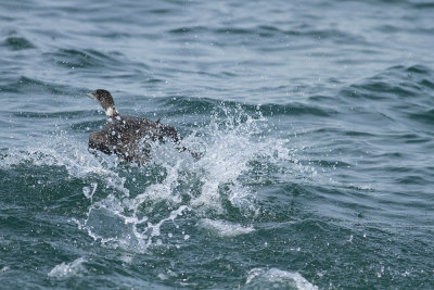 Common Loon