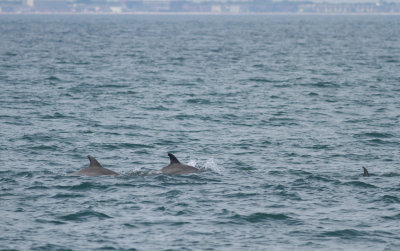 Bottlenose Dolphins