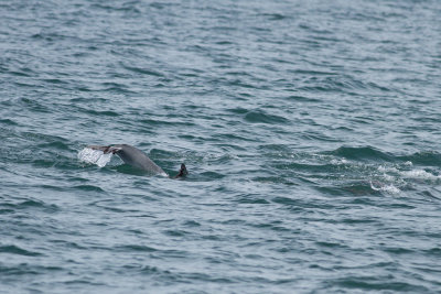 Bottlenose Dolphins