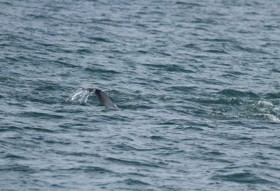 Bottlenose Dolphins