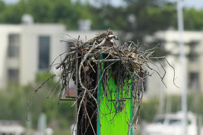 Osprey