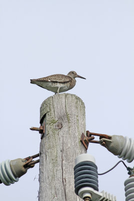 Eastern Willet