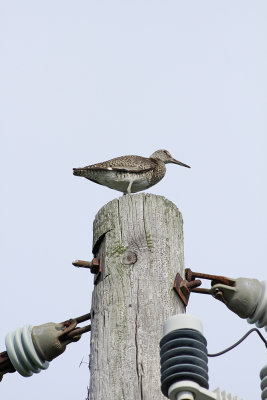 Eastern Willet