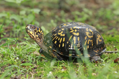 Bear Claw (female Box Turtle)