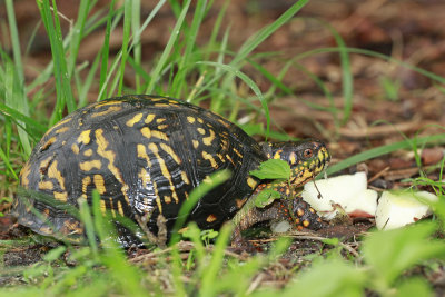Bear Claw (female Box Turtle)