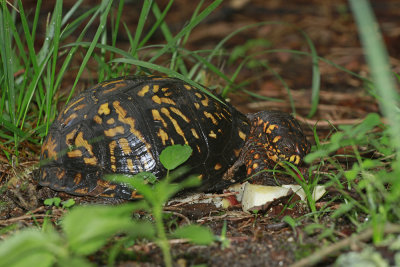 Bear Claw (female Box Turtle)