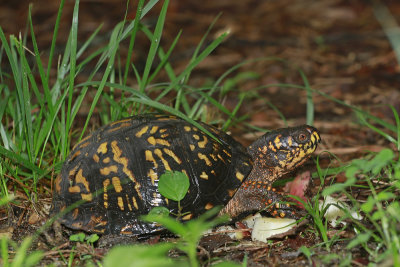 Bear Claw (female Box Turtle)