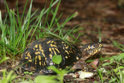 Bear Claw (female Box Turtle)