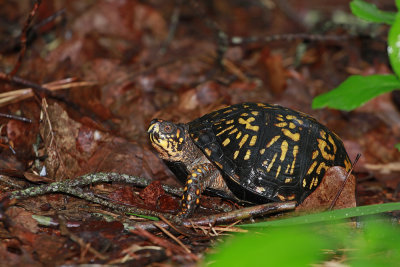 Bear Claw (female Box Turtle)