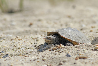 Diamondback Terrapin