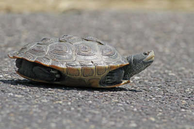 Diamondback Terrapin