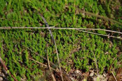 Minuartia caroliniana- Pine Barrens Sandwort