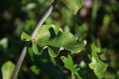Asclepias amplexicaulis- Blunt-lobed Milkweed