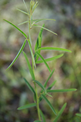 Lespedeza angustifolia- Narrowleaf Bush Clover