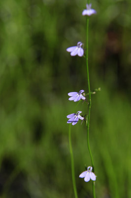 Lobelia nutallii- Nutall's Lobelia