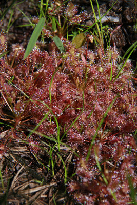 Drosera intermedia