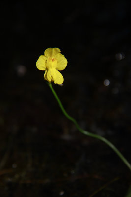 Utricularia striata