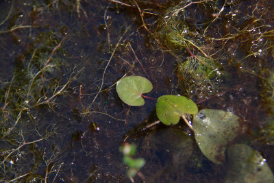 Nymphoides cordata- Floating Heart