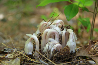 Monotropa uniflora- Indian Pipe