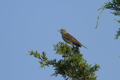 Bobolink