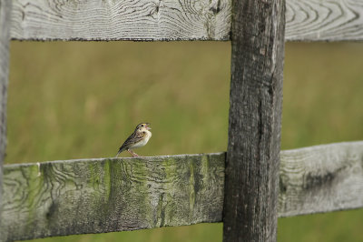 Grasshopper Sparrow