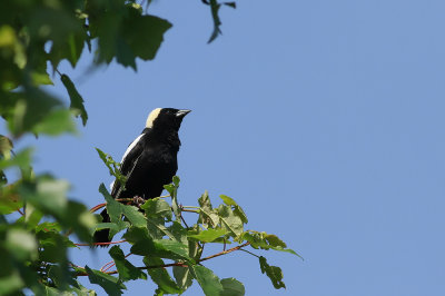 Bobolink