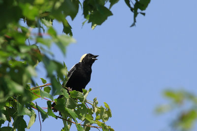 Bobolink