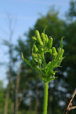 Erechtites hieracifolia- Burn Weed