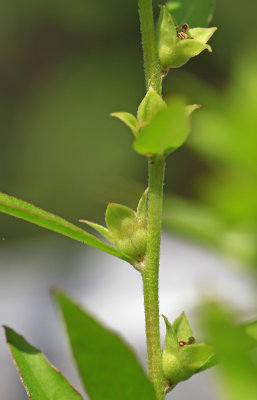 Ludwigia sphaerocarpa- Globe-fruited Seedbox