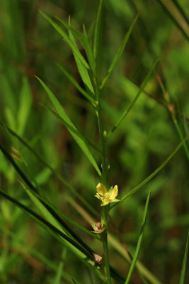 Ludwigia linearis- Narrowleaf Primrose Willow
