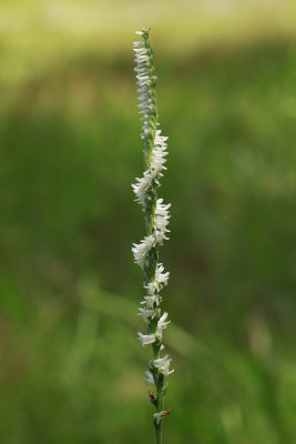 Spiranthes vernalis- Grass-leaved Ladies Tresses