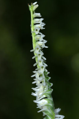 Spiranthes vernalis- Grass-leaved Ladies Tresses