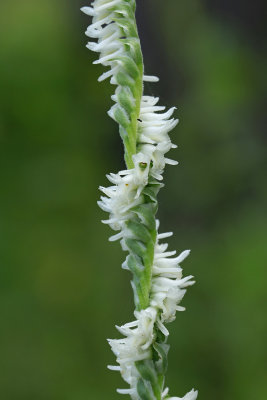 Spiranthes vernalis- Grass-leaved Ladies Tresses