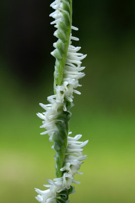 Spiranthes vernalis- Grass-leaved Ladies Tresses