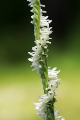 Spiranthes vernalis- Grass-leaved Ladies Tresses