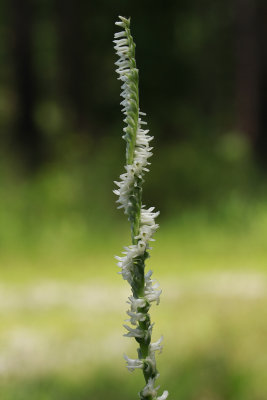 Spiranthes vernalis- Grass-leaved Ladies Tresses